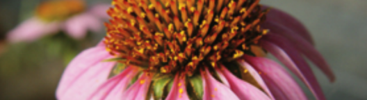 連結到教育部紫錐花運動(另開新視窗)